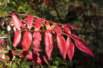 Shining sumac